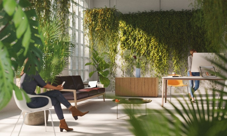 House Plant for a Healthy Life