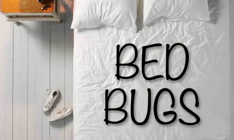 Why-do-bed-bugs-come-in-a-mattress